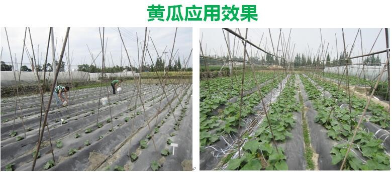 氨基寡糖素 - 植物的免疫衛(wèi)士，根結(jié)線蟲的克星