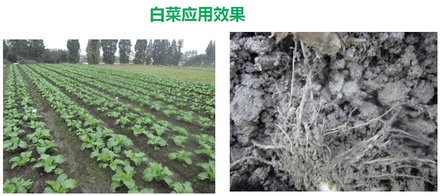 氨基寡糖素 - 植物的免疫衛(wèi)士，根結(jié)線蟲的克星