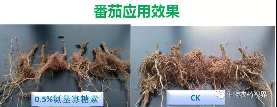 氨基寡糖素 - 植物的免疫衛(wèi)士，根結(jié)線蟲的克星