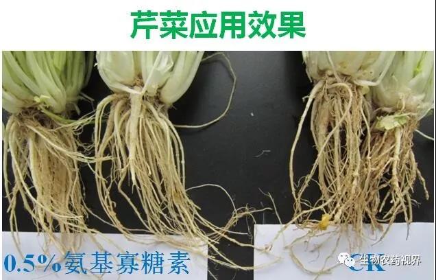 氨基寡糖素 - 植物的免疫衛(wèi)士，根結(jié)線蟲的克星