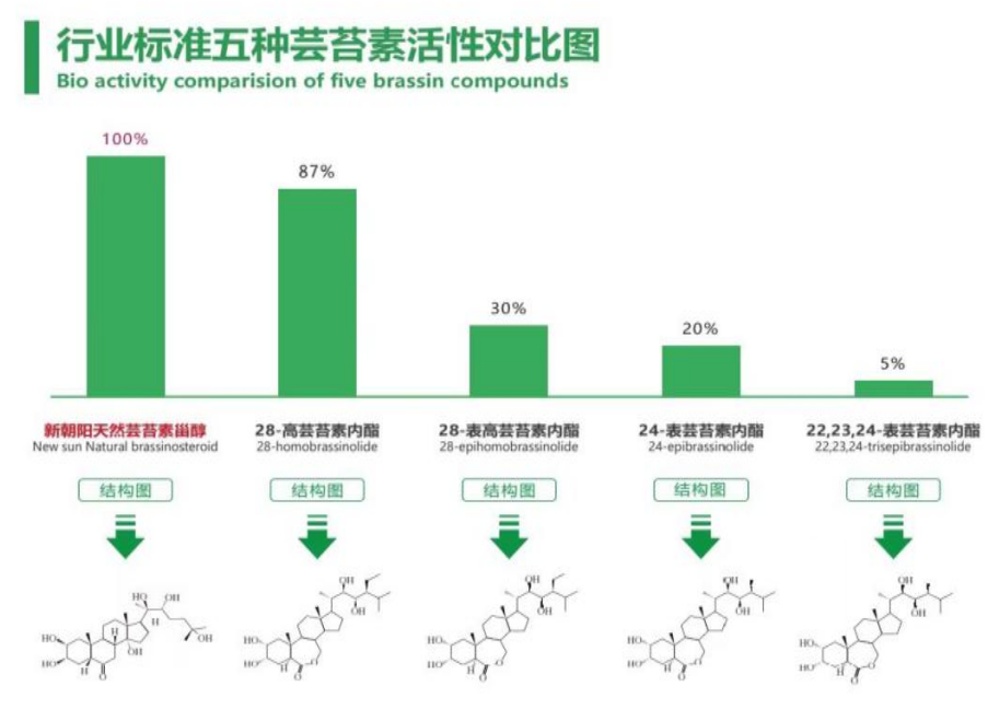 小麥拌種選新朝陽天然蕓苔素，讓小麥高產(chǎn)贏在起跑線上！（小麥在什么時候用蕓苔素效果最佳）