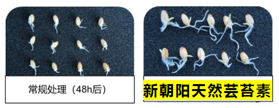 小麥拌種選新朝陽天然蕓苔素，讓小麥高產(chǎn)贏在起跑線上！（小麥在什么時候用蕓苔素效果最佳）