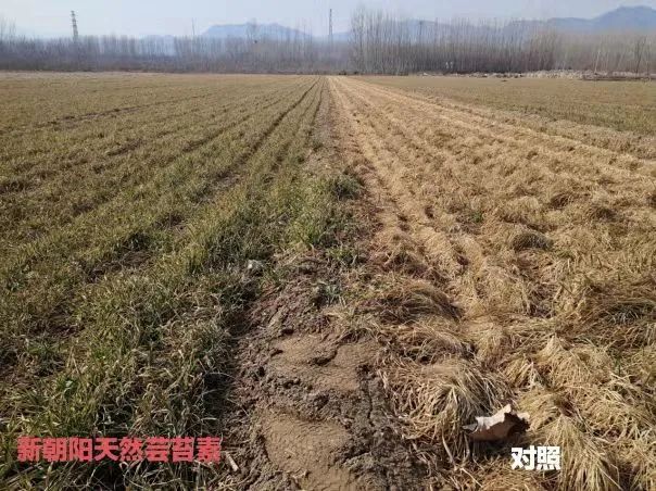 小麥拌種選新朝陽天然蕓苔素，讓小麥高產(chǎn)贏在起跑線上?。ㄐ←溤谑裁磿r候用蕓苔素效果最佳）