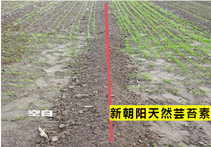 小麥拌種選新朝陽天然蕓苔素，讓小麥高產(chǎn)贏在起跑線上?。ㄐ←溤谑裁磿r候用蕓苔素效果最佳）