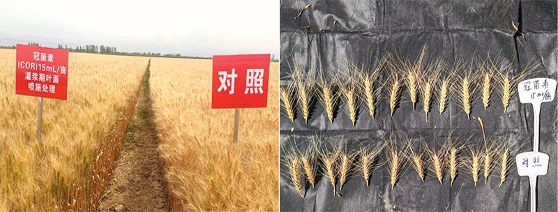 新型生物調節(jié)劑冠菌素助力新疆農業(yè)再添新動能