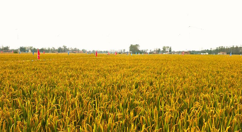 綠色提單產(chǎn)就用冠菌素 開辟糧食抗逆增產(chǎn)新路徑